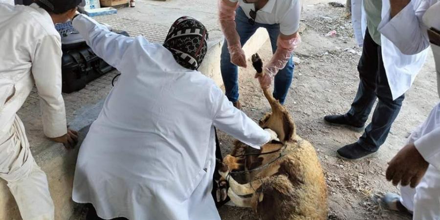 مديرية الطب البيطري بمطروح تحصين ١٧٤١٨٠ رأس اغنام - سعودي الاخباري