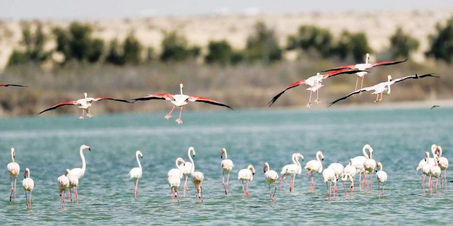 كيف تسهم الأراضي الرطبة في تقليل آثار التغير المناخي؟ - سعودي الإخباري