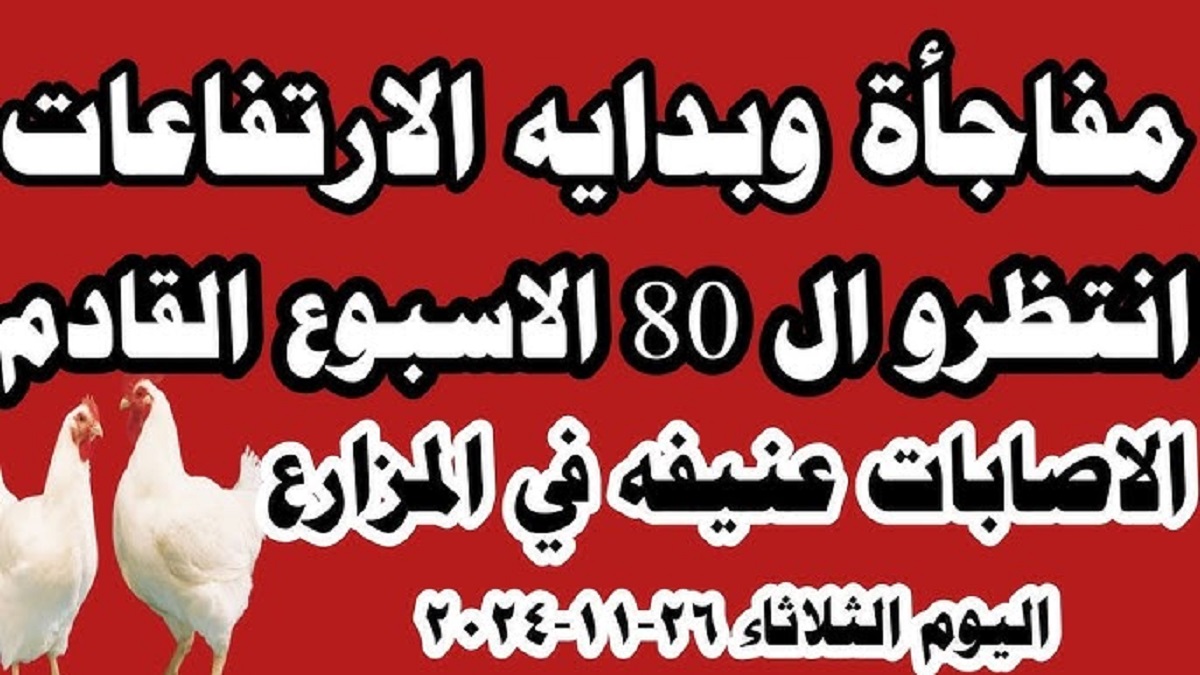 بورصة الدواجن اليوم أسعار الفراخ البيضاء الثلاثاء 26-11-2024 .. الفراخ تُسجل إرتفاع جديد هل يستمر للفترة القادمة؟