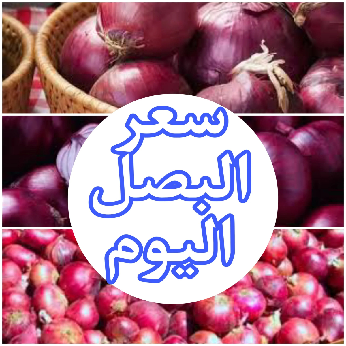 بالكيلو.. سعر البصل اليوم الثلاثاء 26-11-2024 للمُستهلك وللتجار بجميع الأسواق المحلية