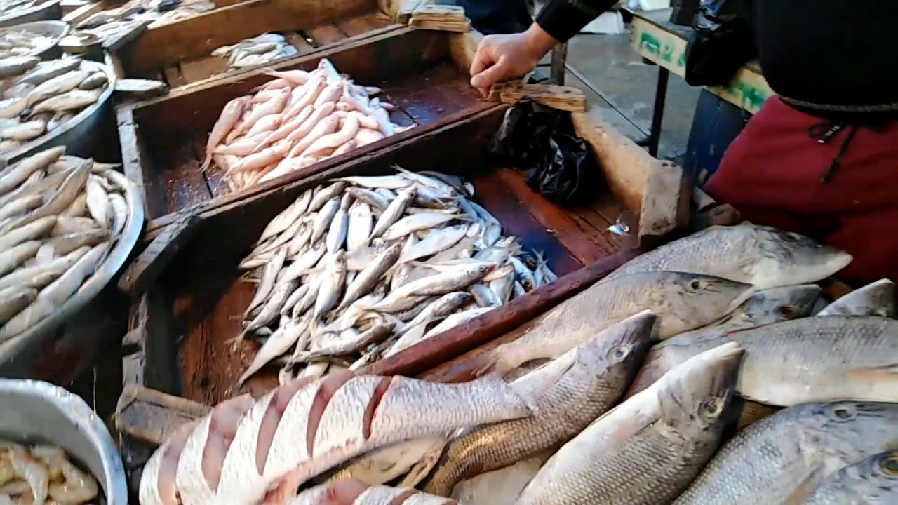 ‎fresh fish .. استقرار سعر السمك البلطي اليوم السبت 23 نوفمبر 2024 لجميع الانواع بلطى وبورى وسنجارى