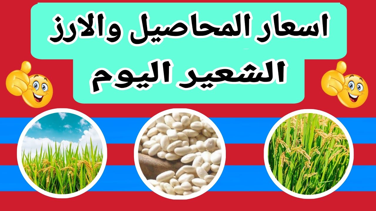 سعر طن الأرز الشعير اليوم يواصل الانخفاض في الأسواق.. شعبة الأرز تكشف التفاصيل