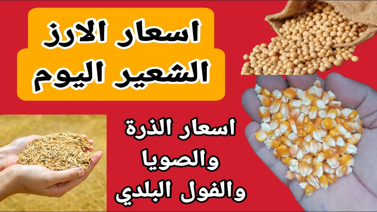 سعر طن الأرز الشعير اليوم الخميس 28-11-2024 للمُستهلك بالأسواق المحلية وأسعار السلع الغذائية