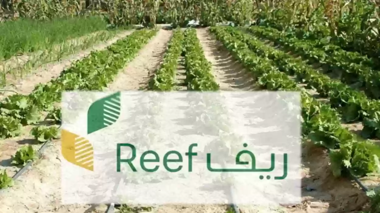 شروط التسجيل في دعم ريف 1446 والاستعلام عبر منصة ريف السعودية reef.gov.sa