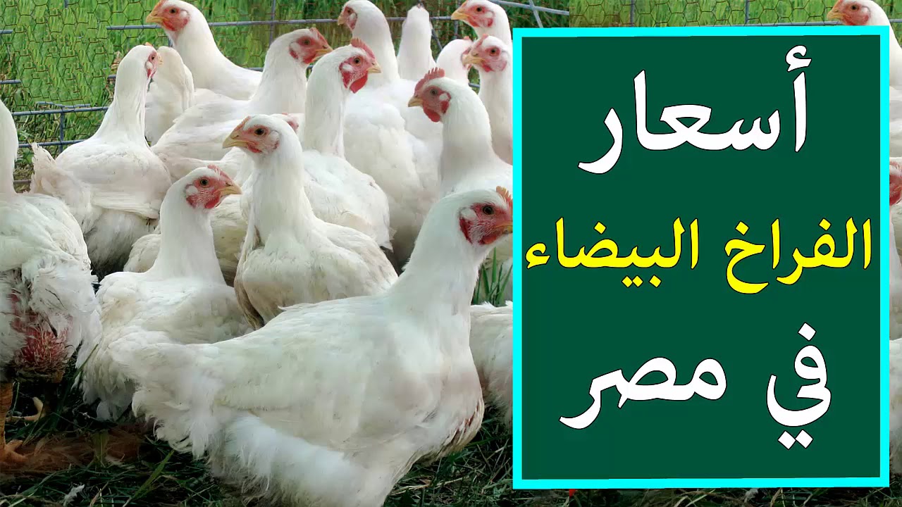 بورصة الدواجن اليوم | أسعار الفراخ البيضاء في مصر.. الكيلو بـ 73 جنيهًا