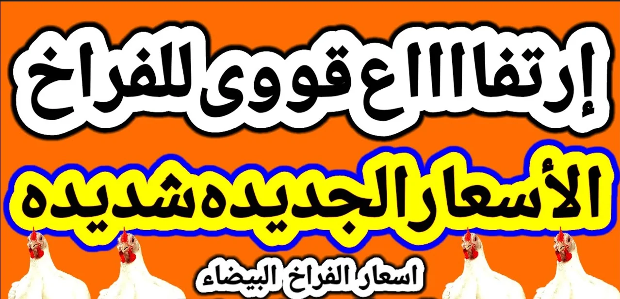 بعد زيادتها.. أسعار الفراخ اليوم الخميس في مصر للمستهلك في الأسواق