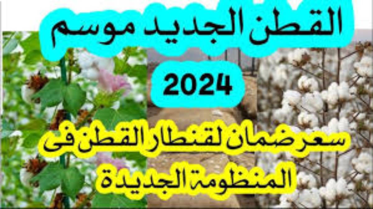 مفاجأه في الذهب الابيض.. سعر قنطار القطن اليوم السبت 7 ديسمبر 2024 في جميع المحافظات على الوجهي القبلي والبحري