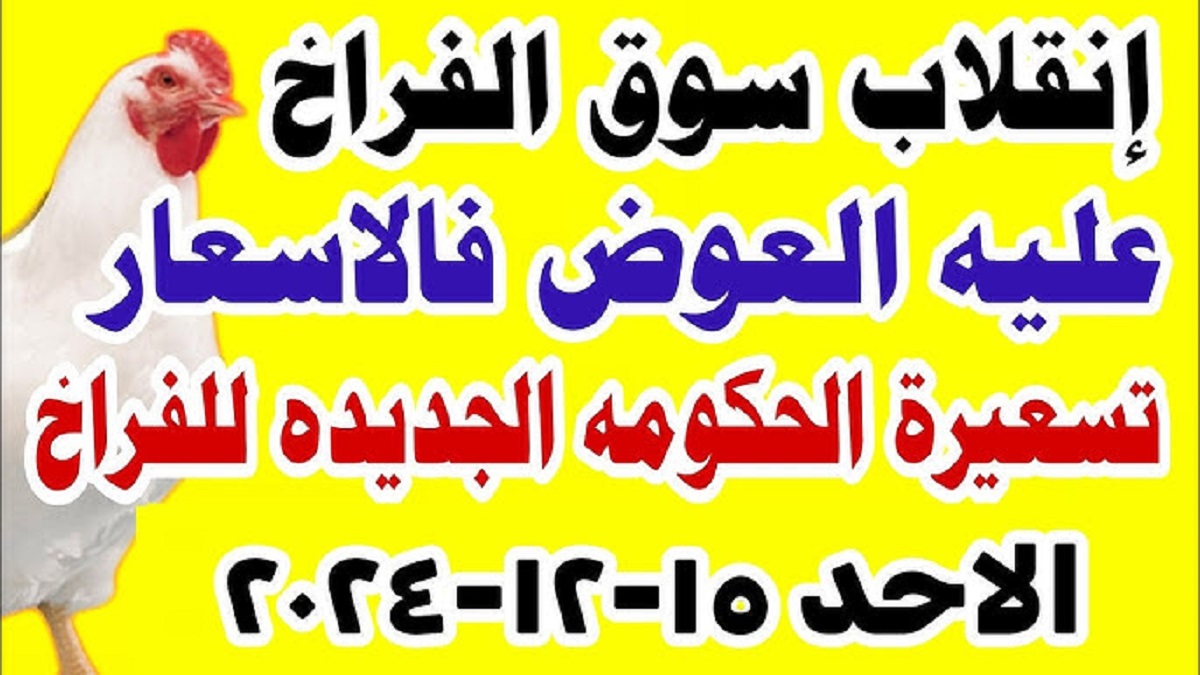 بورصة الدواجن اليوم تُعلن إستقرار أسعار الفراخ البيضاء والكتاكيت بجميع أنواعها