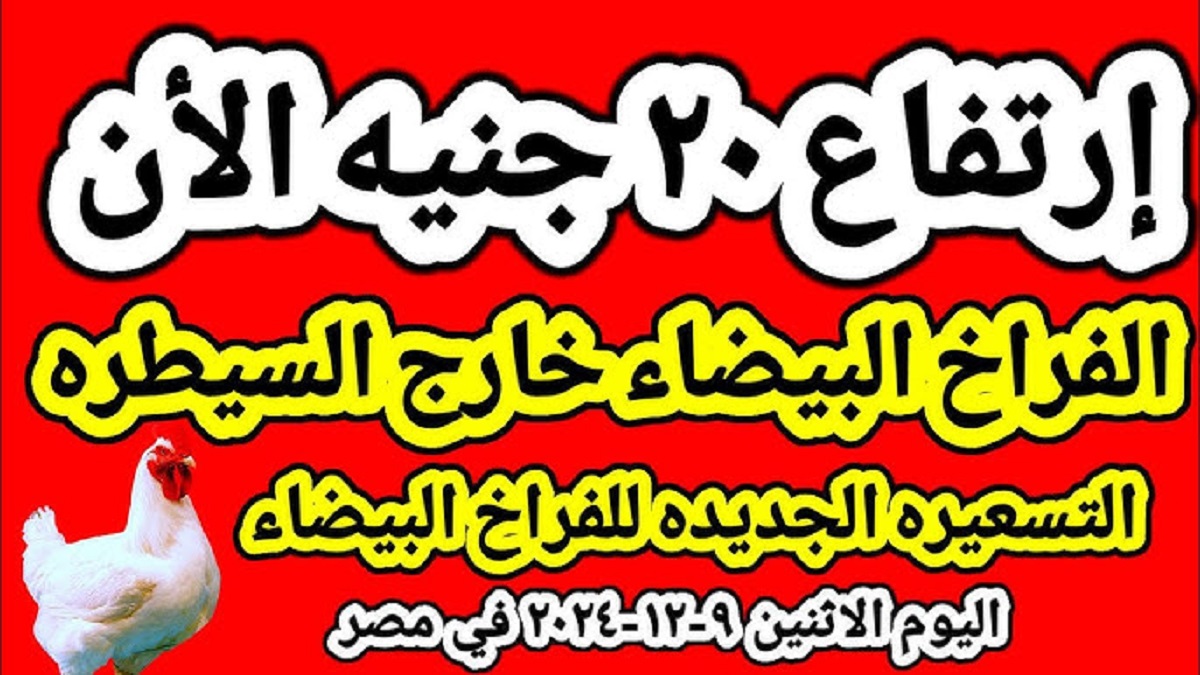 “بالتحديثات الأخيره” .. بورصة الدواجن اليوم تُعلن عن إرتفاع أسعار الفراخ البيضاء والكتاكيت بأخر التحديثات