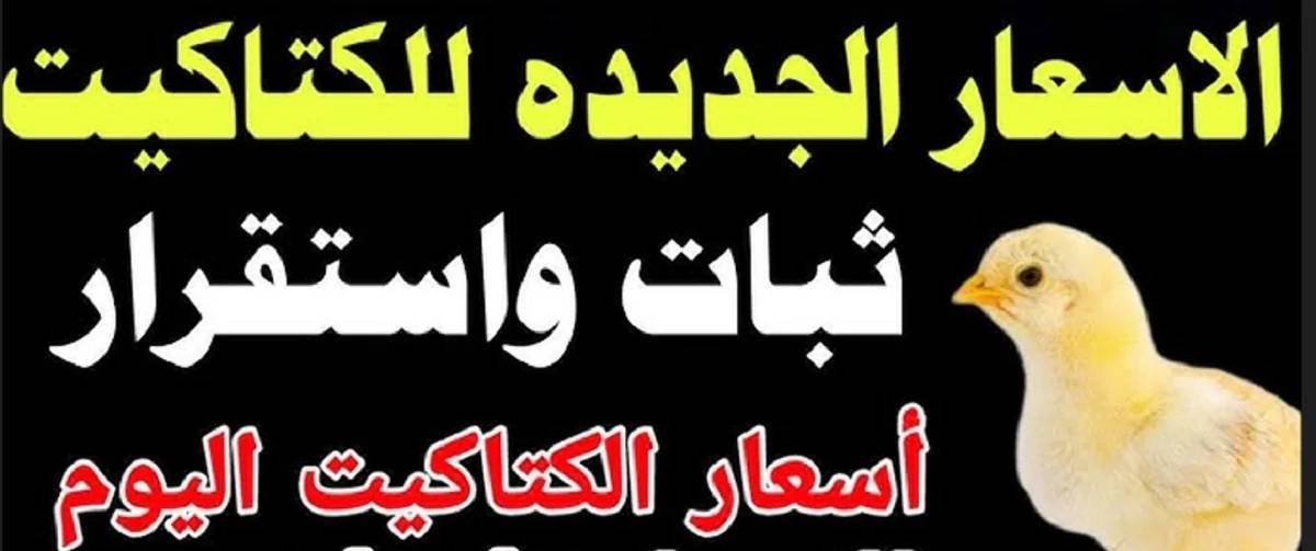 جميع الأنواع.. سعر الكتكوت الابيض اليوم الاربعاء 11 ديسمبر 2024 في بورصة الدواجن والمزارع