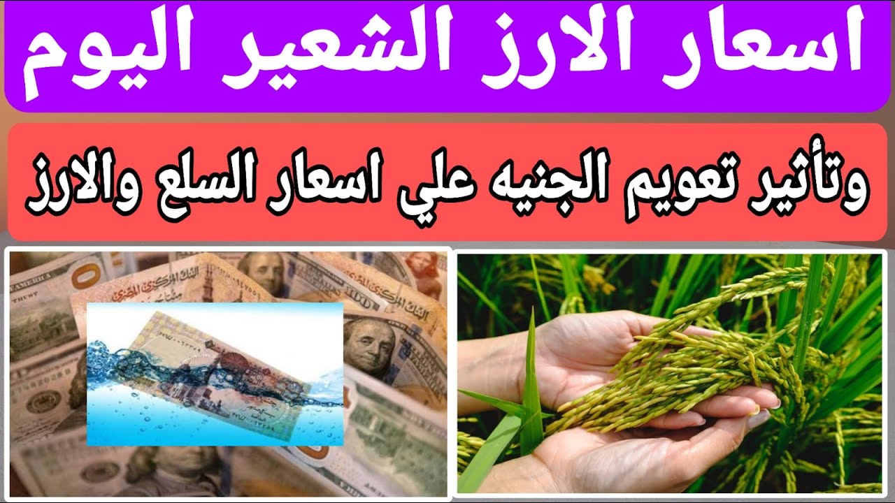 سعر طن الأرز الشعير اليوم الأربعاء في مصر.. الرفيع بـ 15 الف جنيه