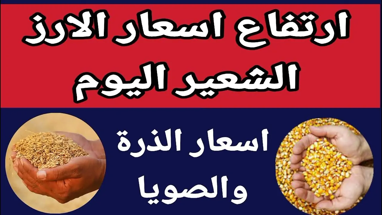 بكم في السوق؟.. سعر طن الأرز الشعير اليوم الثلاثاء 10-12-2024 للمستهلك في مصر واسعار السلع الغذائية