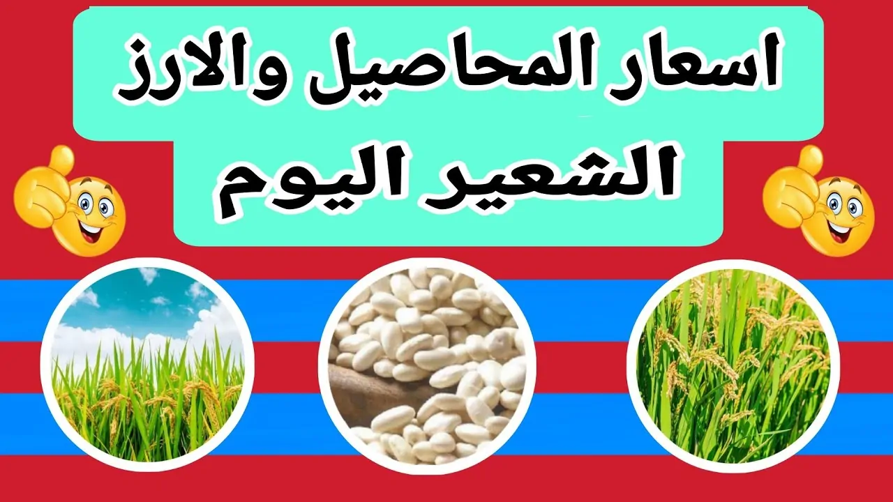 (رفيع وعريض) سعر طن الأرز الشعير اليوم السبت للتجار في مصر