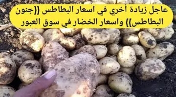 اسعار البطاطس اليوم