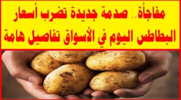 سعر البطاطس اليوم