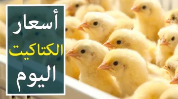 سعر الكتكوت الأبيض اليوم عمر يوم 1